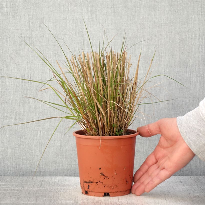 Exemplar von Eragrostis trichodes - Sand-Liebesgras Topf mit 1L/1,5L wie im Frühjahr geliefert