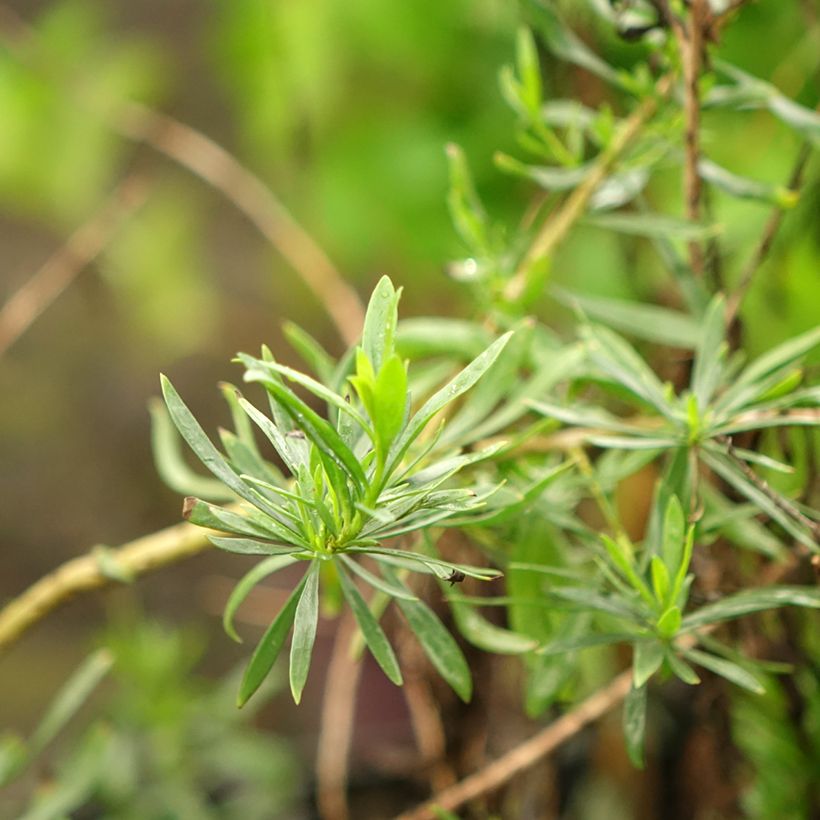 Eremophila maculata Aurea - Emustrauch (Laub)