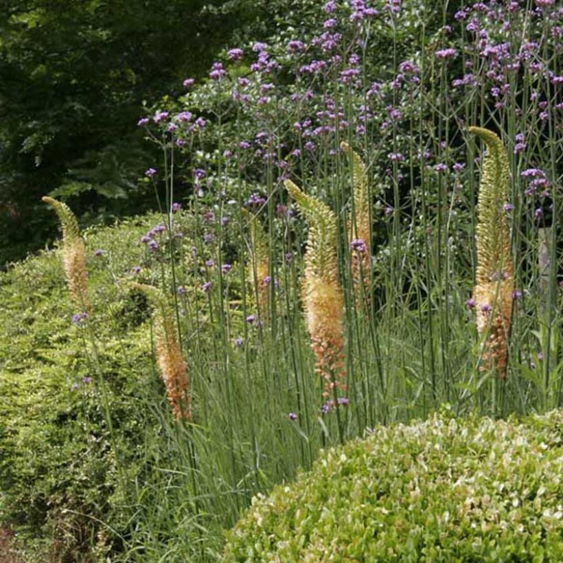 Eremurus Cléopatra - Steppenkerze (Hafen)