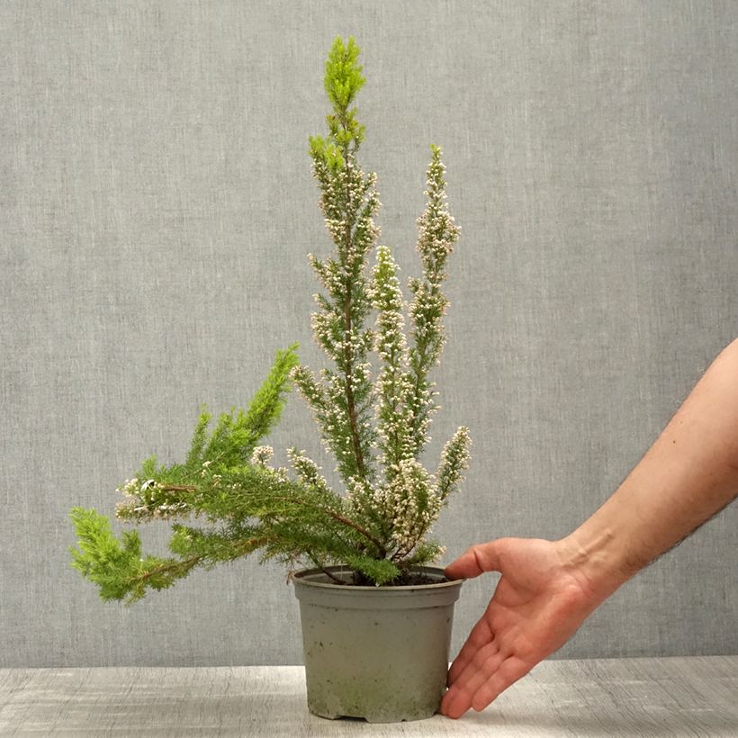 Exemplar von Baum-Heide Alpina - Erica arborea Topf mit 2L/3L wie im Frühjahr geliefert