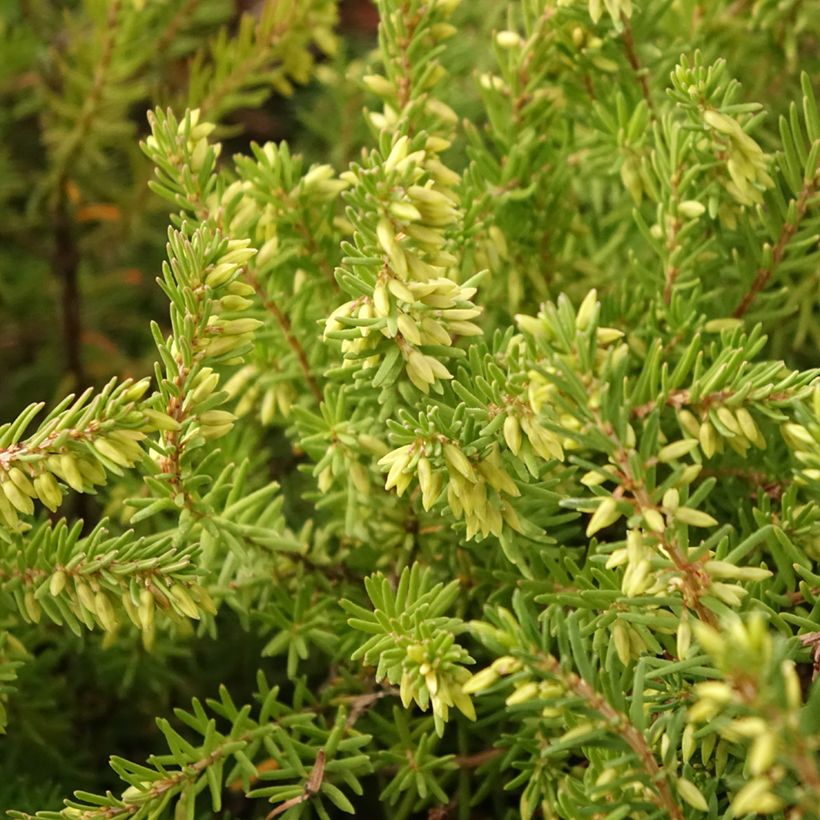 Winterblühende Heide Darley Dale - Erica darleyensis (Laub)