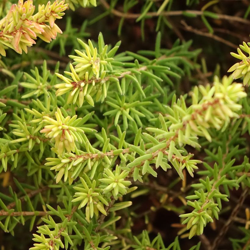 Winterblühende Heide Marie Helen - Erica darleyensis (Laub)