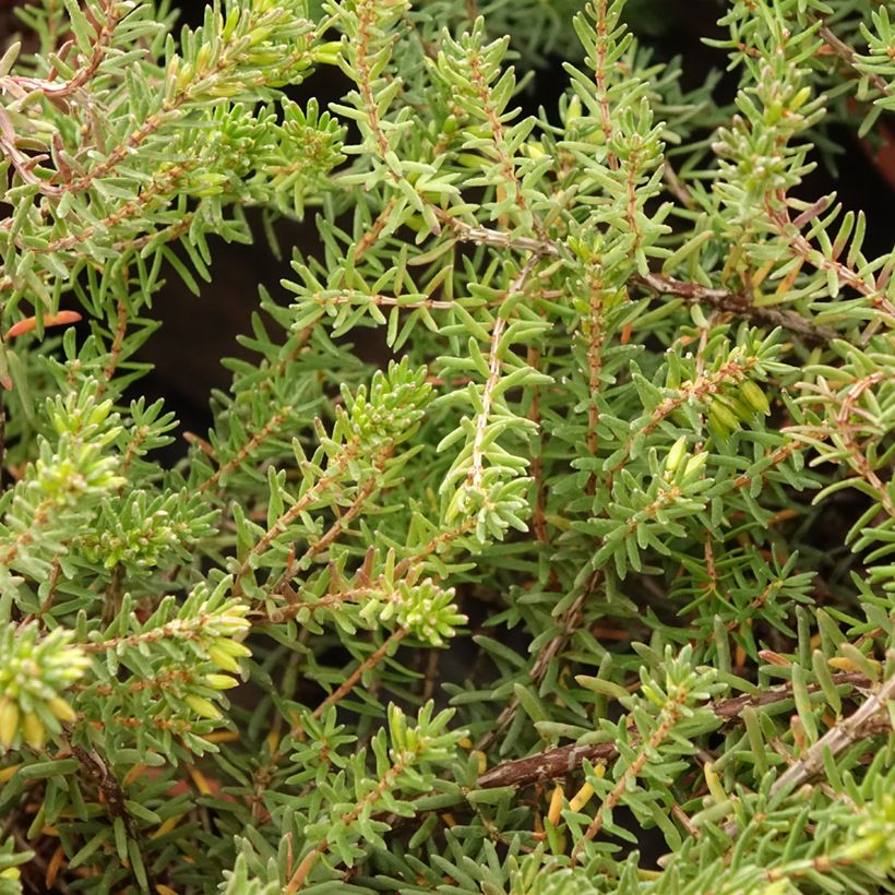 Winterblühende Heide Tyann - Erica darleyensis (Laub)