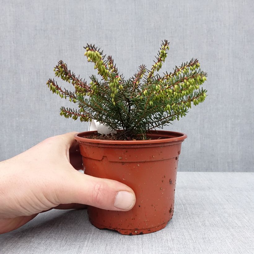 Exemplar von Winterblühende Heide Tyann - Erica darleyensis Topf mit 1L/1,5L wie im Winter geliefert