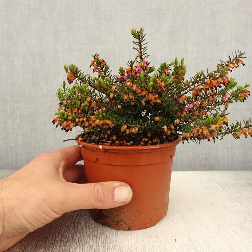 Exemplar von Winterblühende Heide Tyann - Erica darleyensis Topf mit 1L/1,5L wie im Frühjahr geliefert