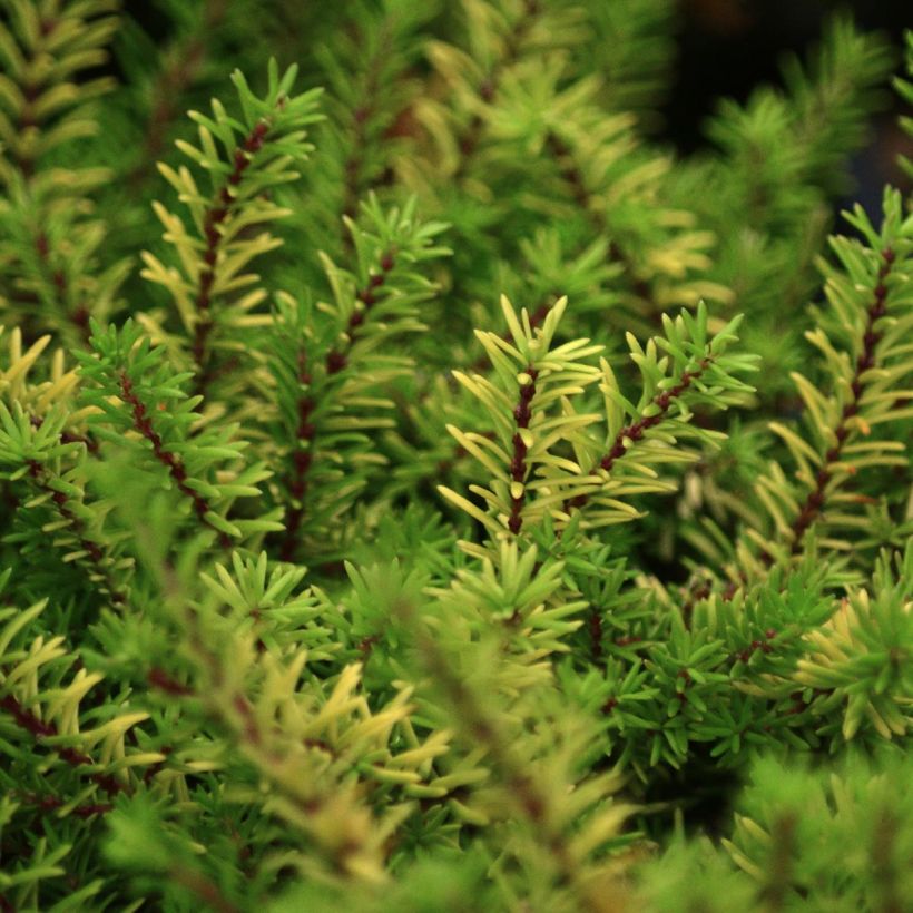 Winterblühende Heide Eva Gold - Erica darleyensis (Laub)