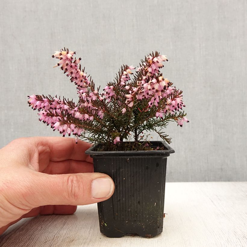 Exemplar von Winterblühende Heide Spring Surprise - Erica darleyensis Kleine Töpfe von 8/9 cm wie im Frühjahr geliefert