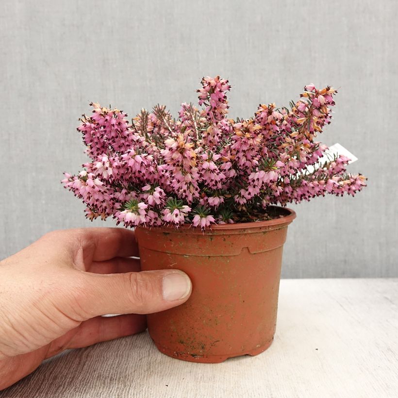 Exemplar von Winterblühende Heide Spring Surprise - Erica darleyensis Topf mit 1L/1,5L wie im Frühjahr geliefert