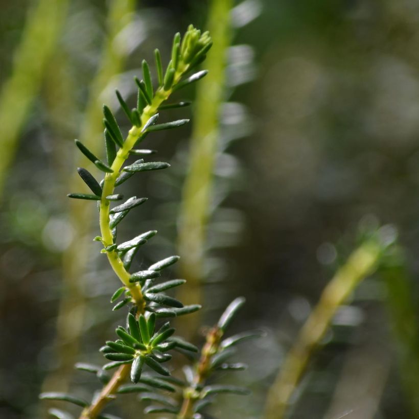 Winterblühende Heide Winter Belles Katia - Erica darleyensis (Laub)