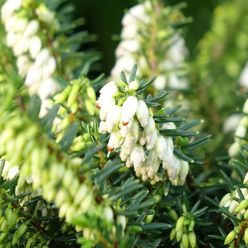 Winterblühende Heide Winter Belles Katia - Erica darleyensis (Blüte)