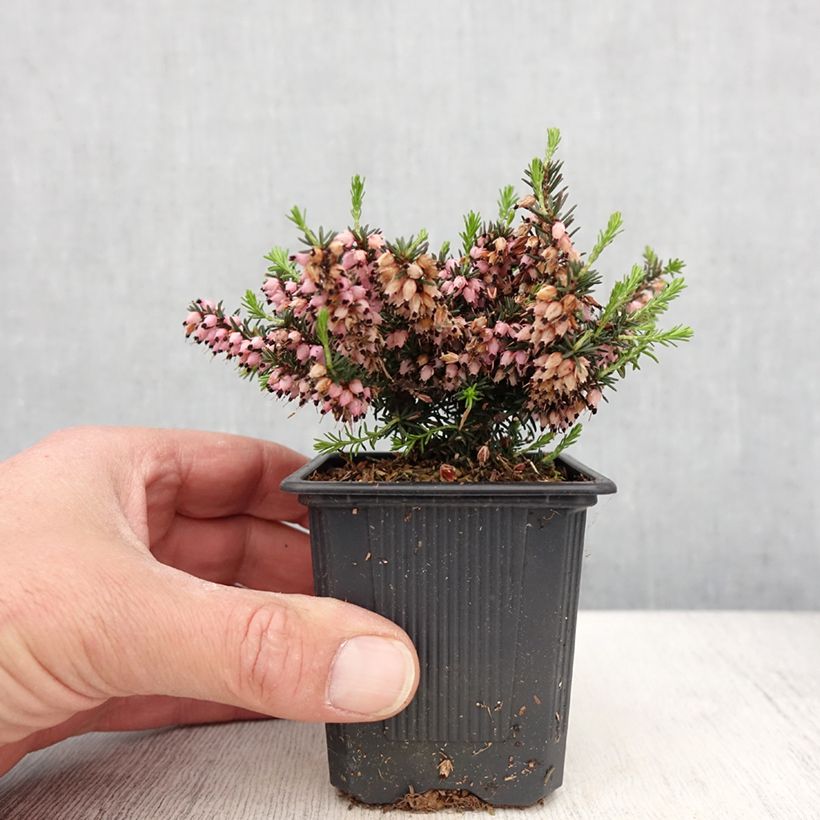 Exemplar von Winterblühende Heide Winter Belles Phoebe - Erica darleyensis Kleine Töpfe von 8/9 cm wie im Frühjahr geliefert