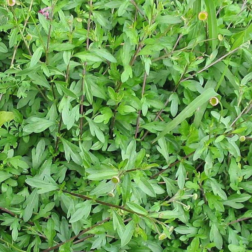 Karwinskis Feinstrahl - Erigeron karvinskianus (Laub)