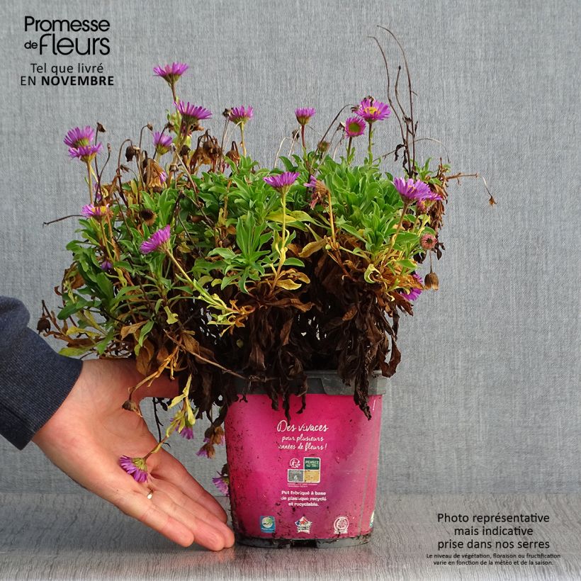 Exemplar von Erigeron leiomerus, Vergerette en pot de 2L/3L wie im Herbst geliefert