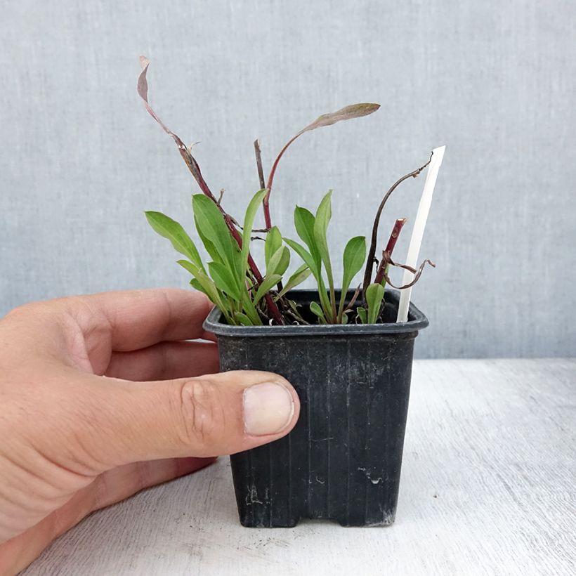 Exemplar von Erigeron Sommerneuschnee - Vergerette de Californie.  Godet de 9cm wie im Sommer geliefert