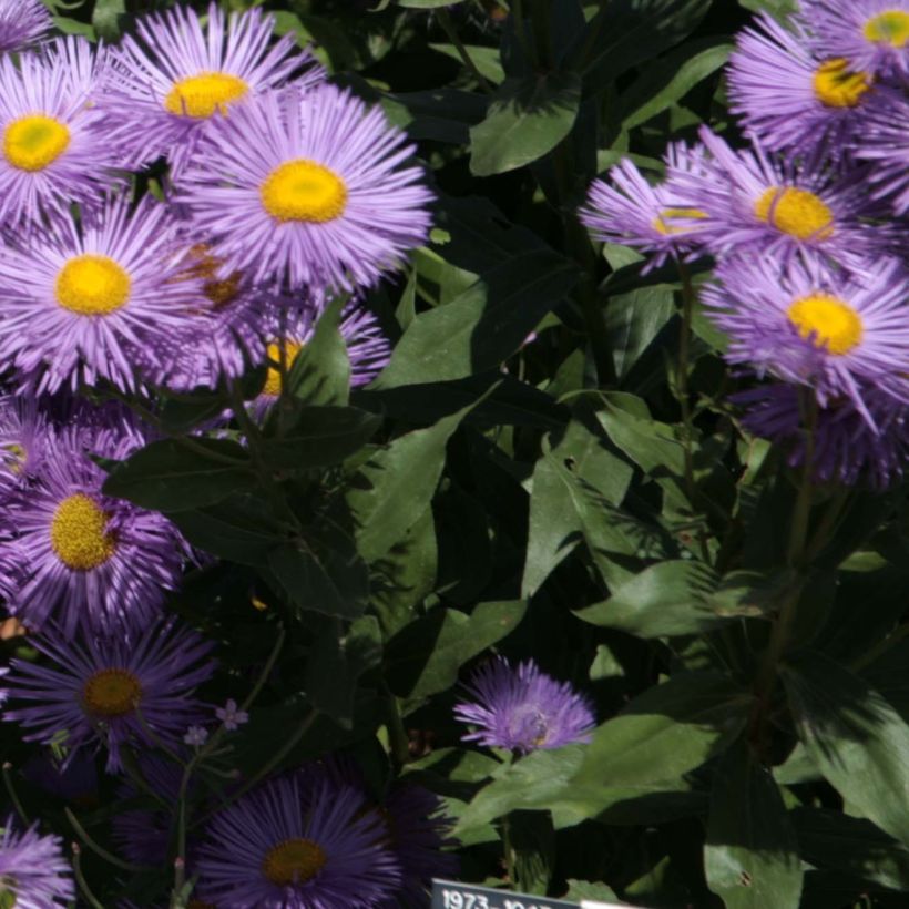 Berufkraut Strahlenmeer - Erigeron (Laub)