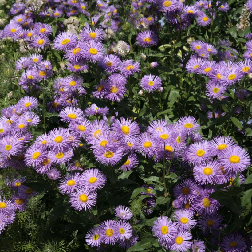 Berufkraut Strahlenmeer - Erigeron (Blüte)