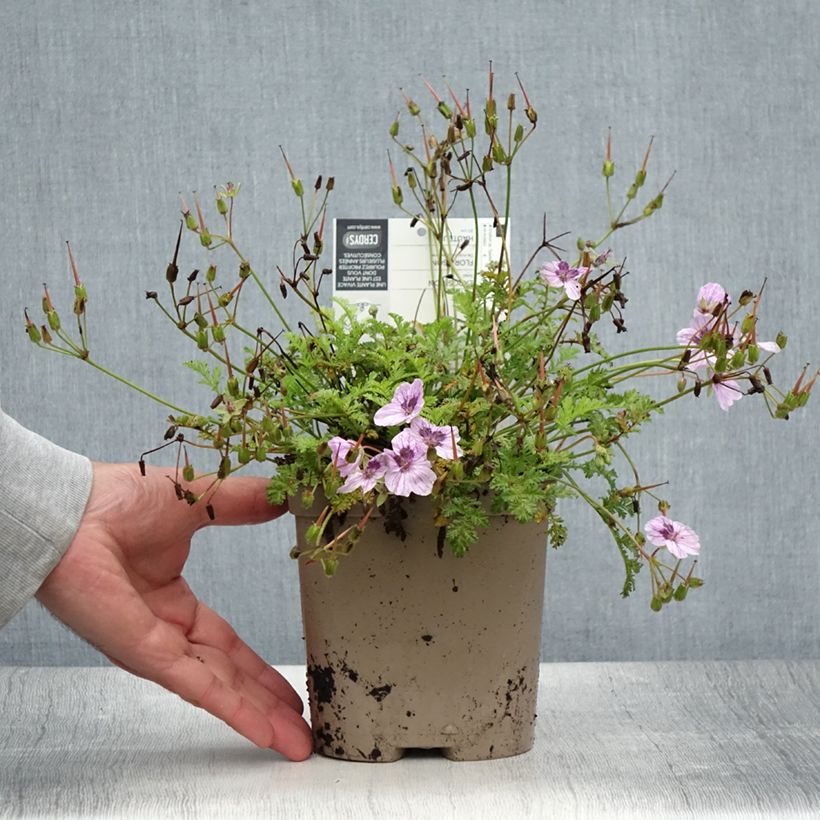 Exemplar von Erodium Spanish Eyes en pot de 2L./3L. - Bec de grue  wie im Sommer geliefert