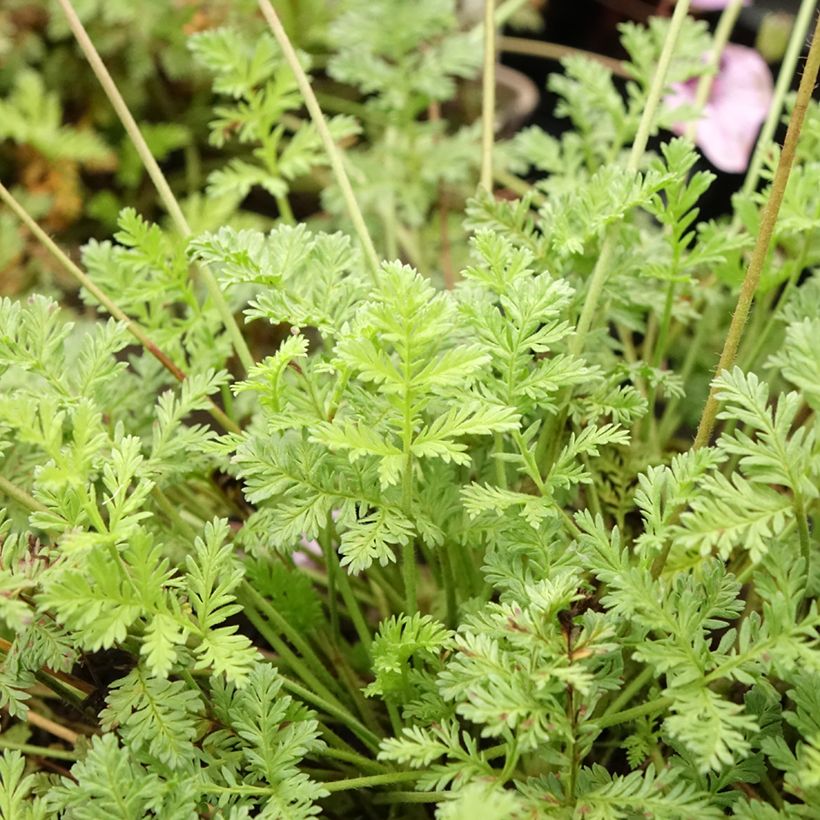 Erodium glandulosum Spanish Eyes - Drüsiger Felsen-Reiherschnabel (Laub)