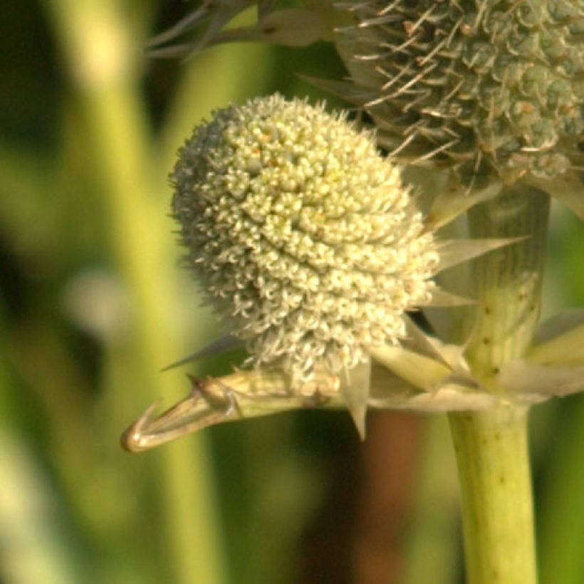 Eryngium agavifolium - Agavenblättrige Mannstreu (Blüte)