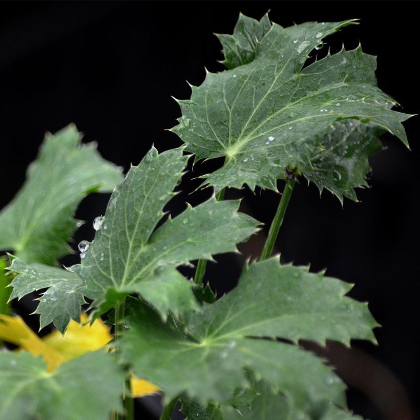 Eryngium zabelii Jos Eijking - Garten-Mannstreu (Laub)