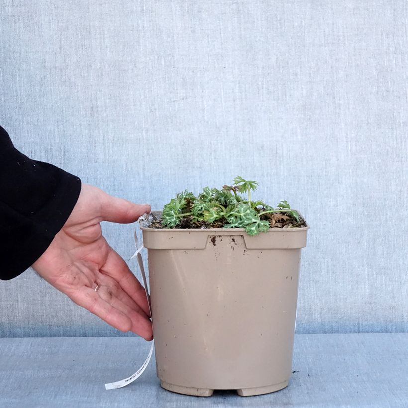 Exemplar von Eryngium bourgatii Pico's Amethyst - Pyrenäen-Mannstreu Topf mit 3L/4L wie im Winter geliefert