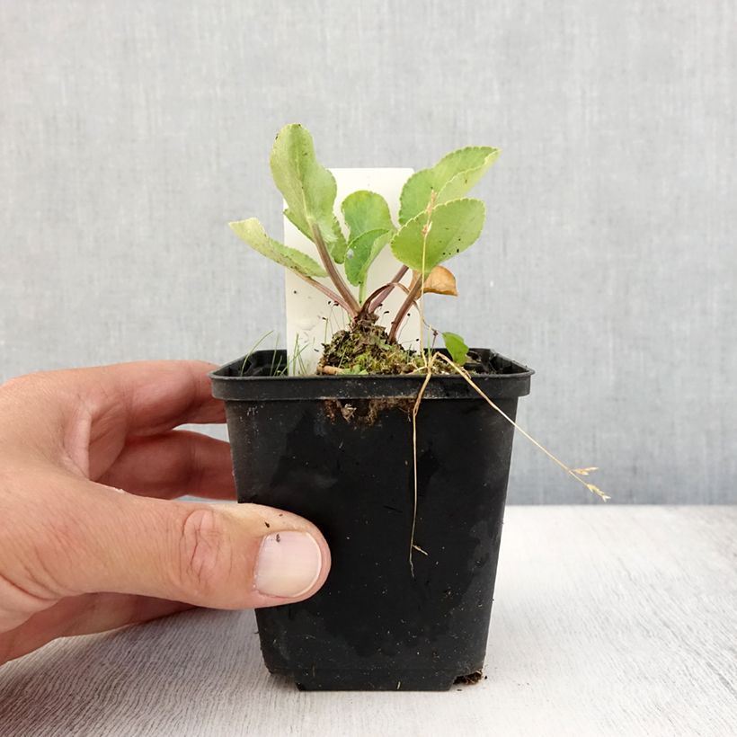 Exemplar von Eryngium planum Blauer Zwerg - Flachblättrige Mannstreu Kleine Töpfe von 8/9 cm wie im Sommer geliefert