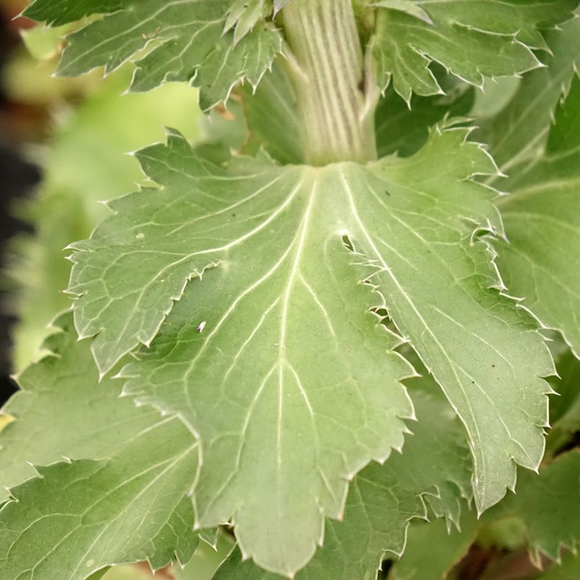 Eryngium planum Blue Hobbit - Flachblättrige Mannstreu (Laub)