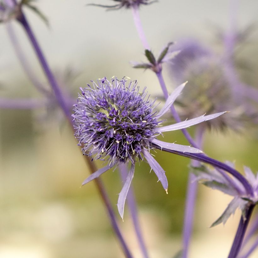 Eryngium planum - Flachblättrige Mannstreu (Blüte)