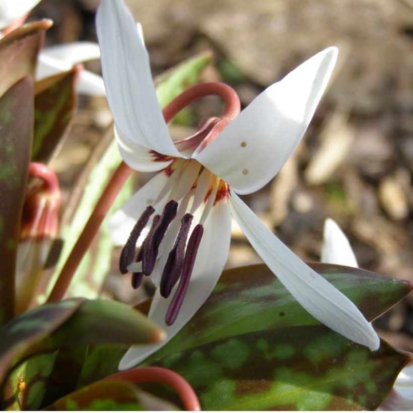 Erythronium dens canis Snowflake - Hunds-Zahnlilie (Blüte)