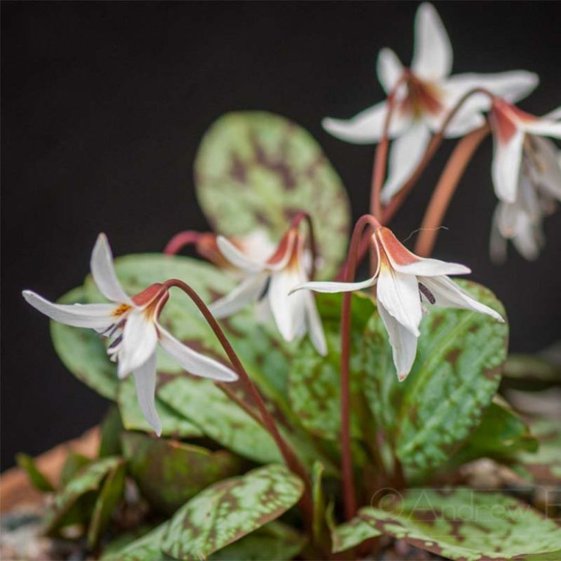 Erythronium dens canis Snowflake - Hunds-Zahnlilie (Hafen)