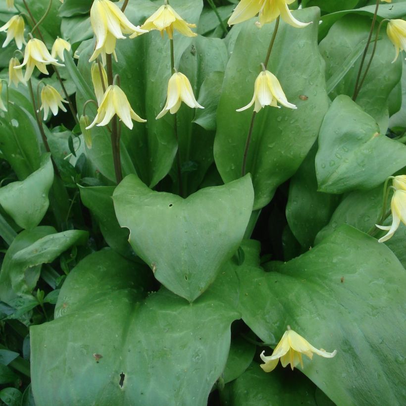 Erythronium tuolumnense Pagoda - Hundszahn (Laub)