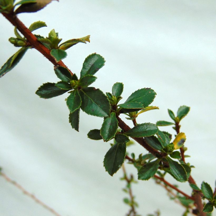 Escallonia Donard Seedling - Andenstrauch (Laub)