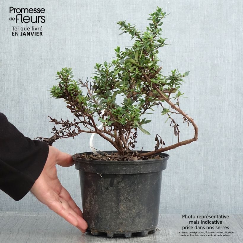 Exemplar von Escallonia hybride Show Stopper Pot de 3L/4L wie im Winter geliefert