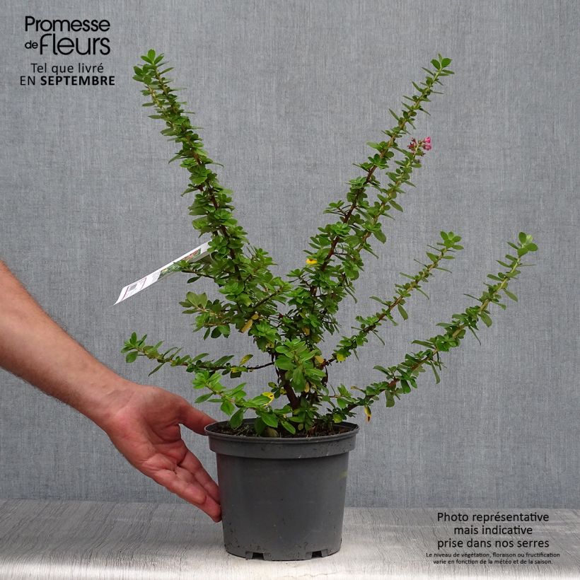 Exemplar von Escallonia Pride of Donard Pot de 2L/3L wie im Herbst geliefert