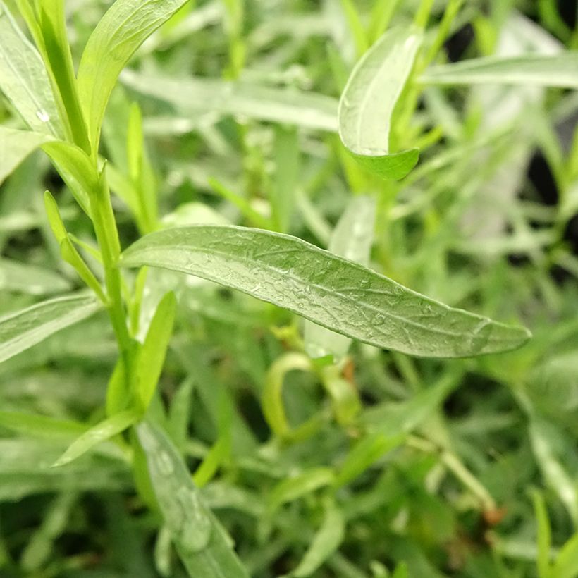 Estragon Bio - Artemisia dracunculus (Laub)