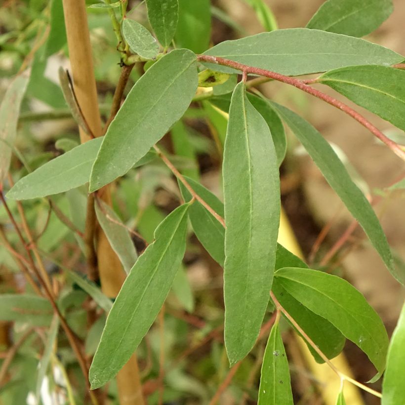 Eucalyptus aggregata - Schwarzer Eukalyptus (Laub)