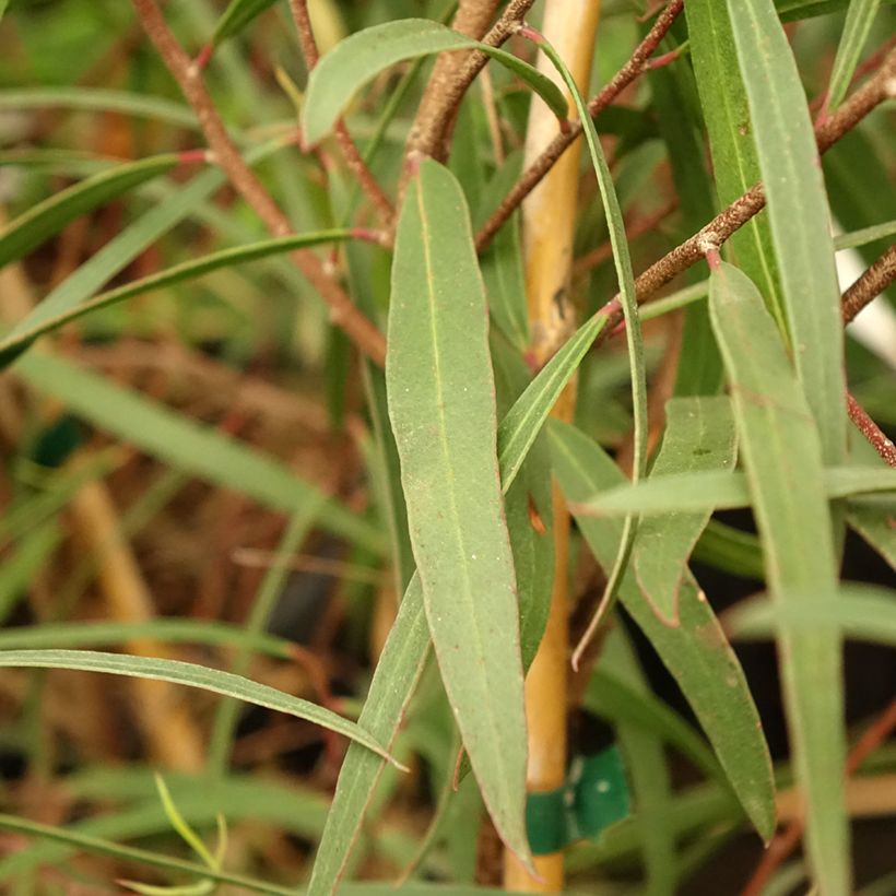 Eucalyptus apiculata (Laub)