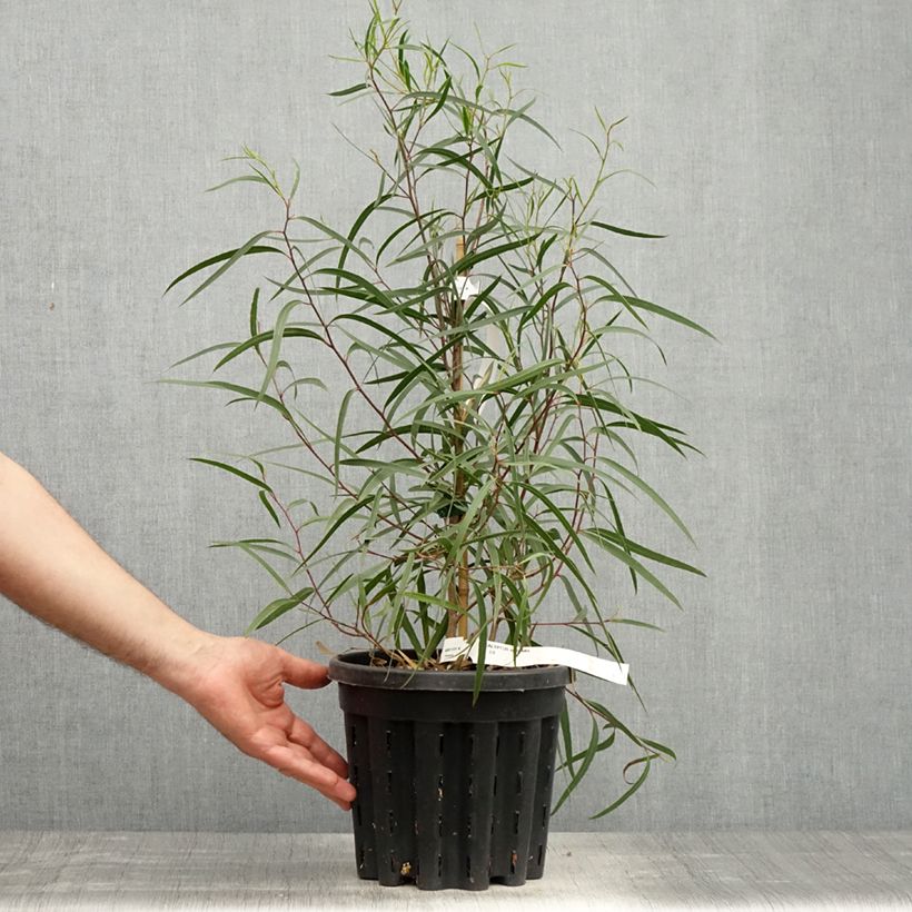 Exemplar von Eucalyptus apiculata - Mallée à feuilles étroites - Pot de 4L/5L wie im Frühjahr geliefert