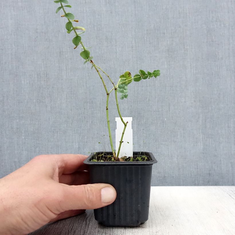 Exemplar von Eucalyptus Baby Blue - Gommier argenté Godet de 9 cm wie im Frühjahr geliefert