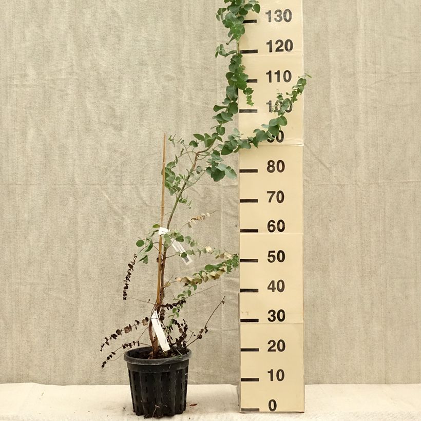 Exemplar von Eucalyptus bridgesiana - Gommier de Bridges - Pot de 4L/5L wie im Herbst geliefert