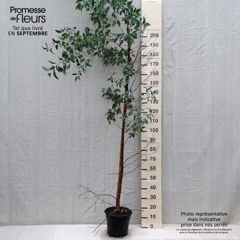 Exemplar von Eucalyptus camaldulensis Rostrata wie im Herbst geliefert