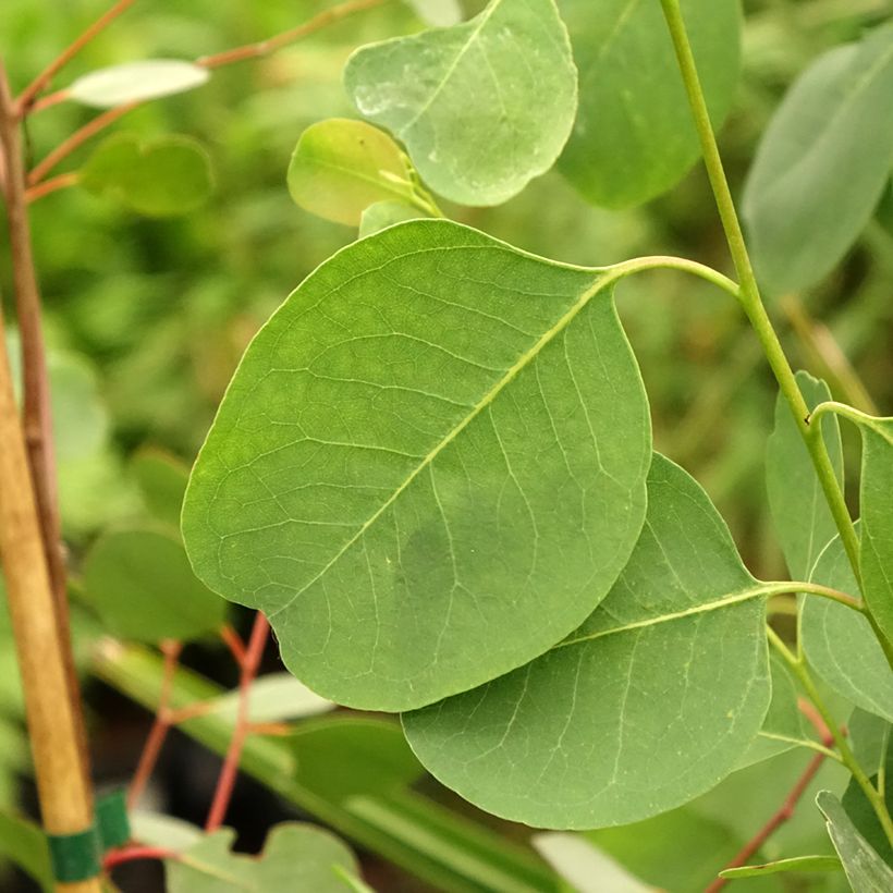 Eucalyptus camphora subsp camphora (Laub)