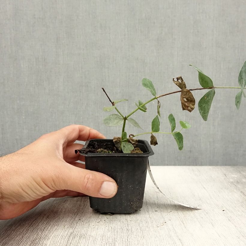 Exemplar von Eucalyptus cinerea Silver Dollar - Gommier cendré Godet de 9 cm wie im Sommer geliefert