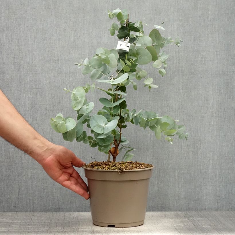 Exemplar von Eucalyptus cinerea Silver Dollar - Gommier cendré Pot de 4L/5L wie im Frühjahr geliefert