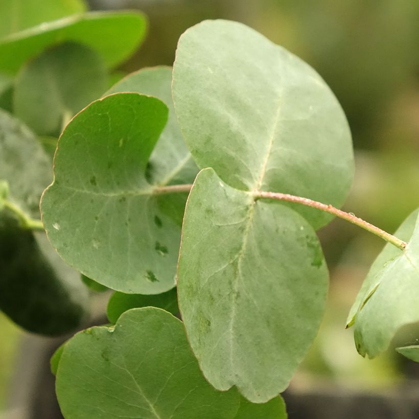 Eucalyptus cinerea Silver Dollar (Laub)