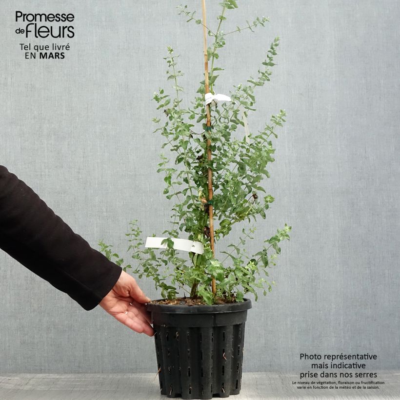 Exemplar von Eucalyptus crenulata - Gommier crénelé - Pot de 4L/5L wie im Frühjahr geliefert