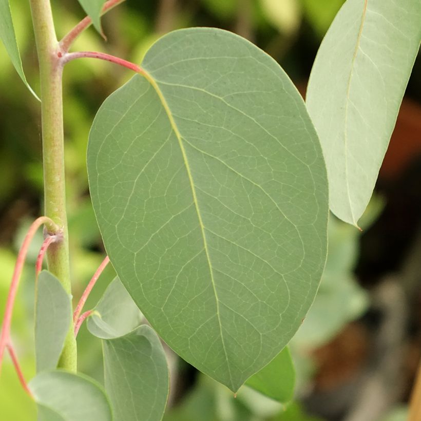 Eucalyptus delegatensis subsp. tasmaniensi (Laub)