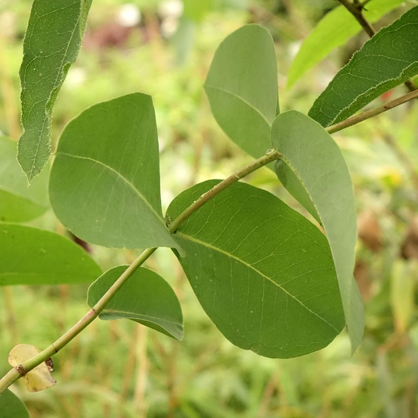 Eucalyptus elliptica (Laub)