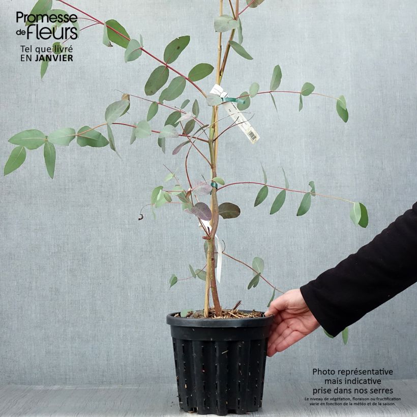 Exemplar von Eucalyptus elliptica wie im Winter geliefert