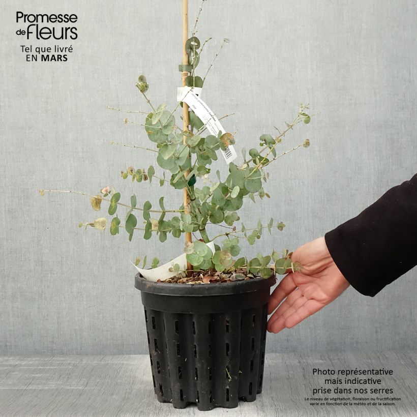 Exemplar von Eucalyptus glaucescens Guthega - Gommier Tingiringi - Pot de 4L/5L wie im Frühjahr geliefert